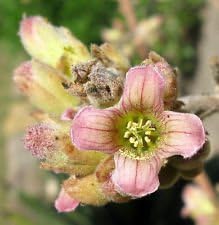 Flower Seeds, Seeds for Planting, Plant Seeds