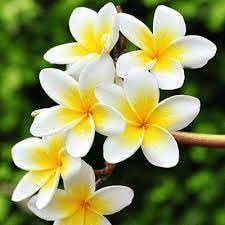 frangipani flower flower seeds
