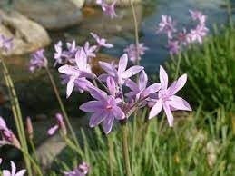 tulbaghia flower flower seeds