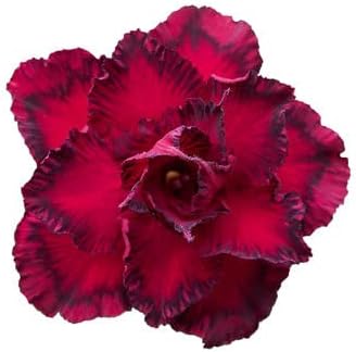 burgundy adenium flower seeds