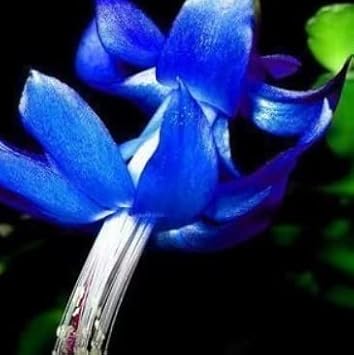blue zygocactus flower seeds