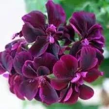 pink black flower seeds