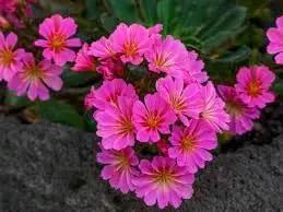 lewisia flower flower seeds
