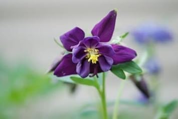 Flower Seeds, Seeds for Planting, Plant Seeds