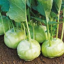 Kohlrabi Vegetable Seeds for Planting