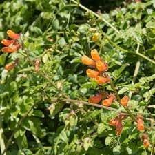 Flower Seeds, Seeds for Planting, Plant Seeds