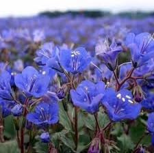 heirloom campanularia flower seeds