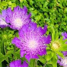 stokes flower seeds Stokes Aster Flower Seeds for Planting – Non-GMO Heirloom Organic Gard – Neeraseeds