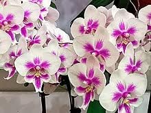 Flower Seeds, Seeds for Planting, Plant Seeds