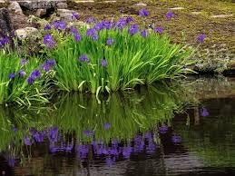 Flower Seeds, Seeds for Planting, Plant Seeds