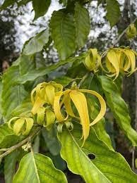 organic ylang flower seeds