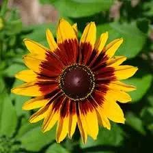 cutleaf coneflower flower seeds