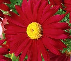 chrysanthemum robinson flower seeds