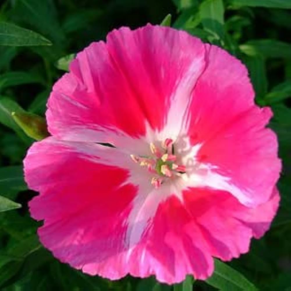 godetia double flower seeds