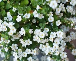 Flower Seeds, Seeds for Planting, Plant Seeds