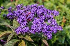 heliotrope flower flower seeds