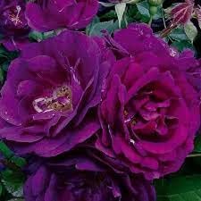 Flower Seeds, Seeds for Planting, Plant Seeds