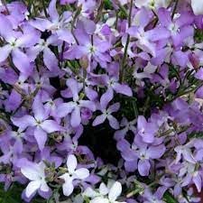 matthiola bicornis flower seeds