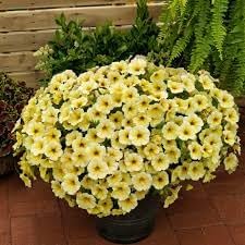 Flower Seeds, Seeds for Planting, Plant Seeds