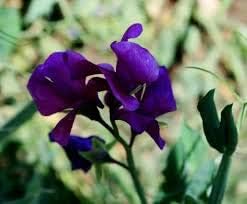 Flower Seeds, Seeds for Planting, Plant Seeds