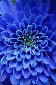 blue dahlia flower seeds