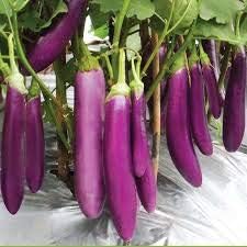 Light Violet Eggplant Seeds for Planting