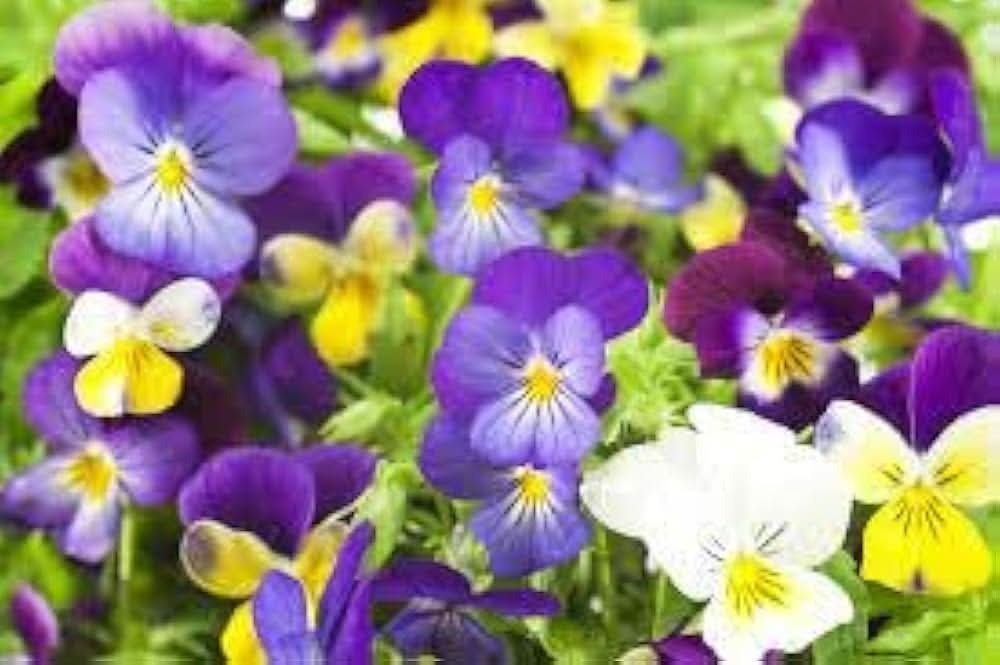 pansy swiss flower seeds
