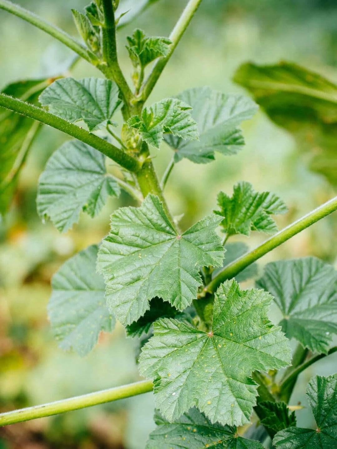 mallow plant seeds Mallow Vegetable Seeds for Planting