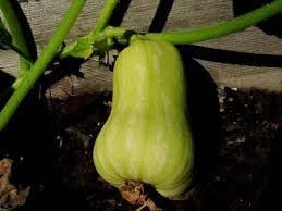Sweet Pepper Seeds for Planting