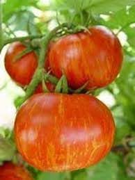 Heirloom Non-GMO Striped Tomato Seeds for Planting