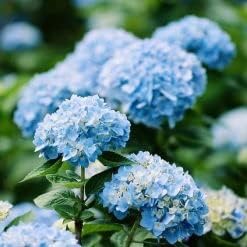 Flower Seeds, Seeds for Planting, Plant Seeds