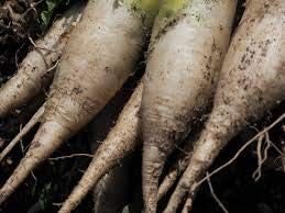 Heirloom Radish Vegetable Seeds for Planting
