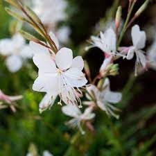gaura lindheimeri flower seeds