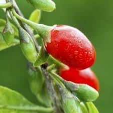 Chile Pequin Pepper Seeds for Planting | Heirloom, Non-GMO, High Germination Organic Garden Seeds