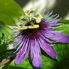 Flower Seeds, Seeds for Planting, Plant Seeds