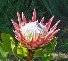 organic protea flower seeds