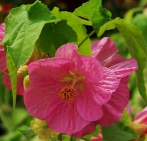 pink abutilon flower seeds