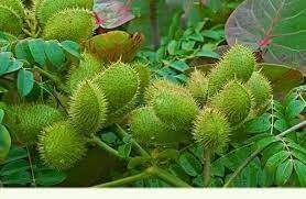 Flower Seeds, Seeds for Planting, Plant Seeds