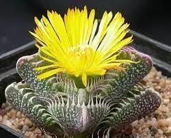 echter tigerrachen flower seeds