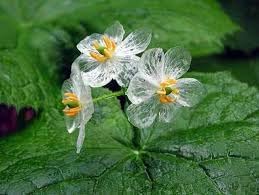 skeleton flower flower seeds