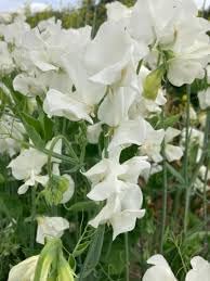 Flower Seeds, Seeds for Planting, Plant Seeds
