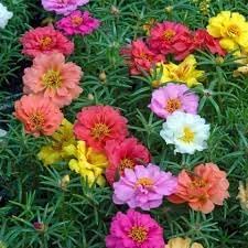 Flower Seeds, Seeds for Planting, Plant Seeds