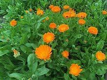 Flower Seeds, Seeds for Planting, Plant Seeds