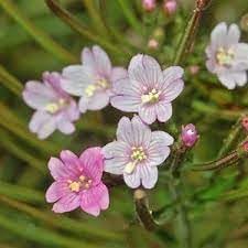 epilobium flower flower seeds