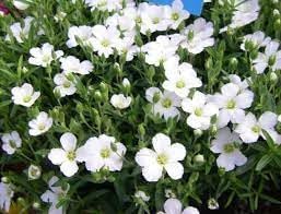 avalanche flower flower seeds