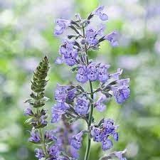 nepeta racemosa flower seeds