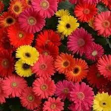 gerbera flower flower seeds