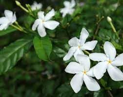 Flower Seeds, Seeds for Planting, Plant Seeds