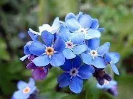 myosotis sylvatica flower seeds