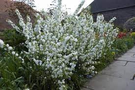 Flower Seeds, Seeds for Planting, Plant Seeds